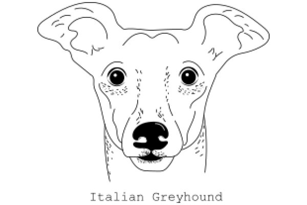 Italian Greyhound: A Line Drawing