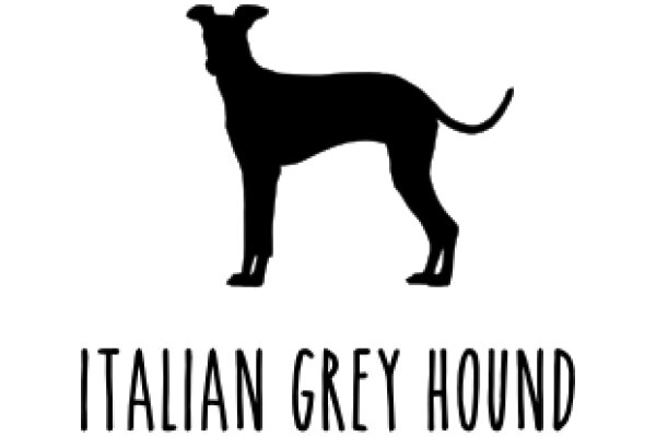 Italian Greyhound: A Symbol of Italian Pride