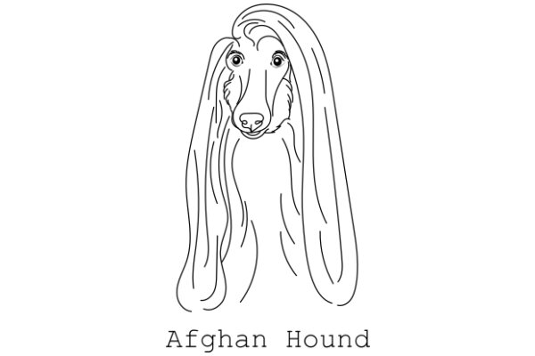 Afghan Hound: A Line Drawing