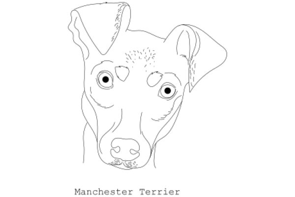 Manchester Terrier: A Line Drawing