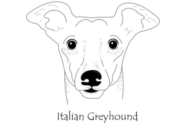 Italian Greyhound: A Breed of Distinction