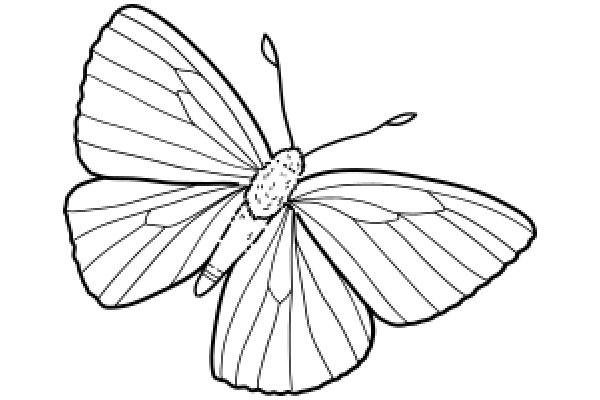 A Detailed Line Drawing of a Butterfly