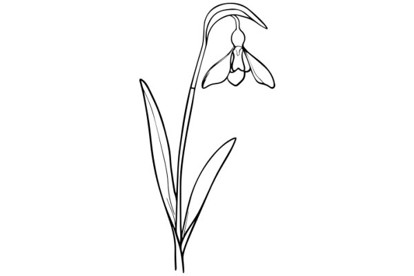 A Line Drawing of a Flower with a Long Stem