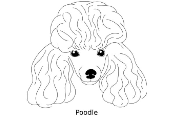 Poodle: A Line Drawing of a Poodle's Head