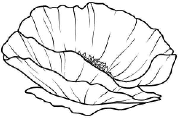 A Delicate Illustration of a Sea Shell