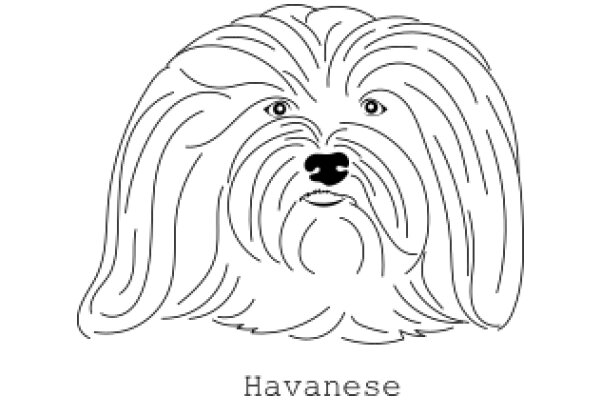 Havanese: The Elegant Breed