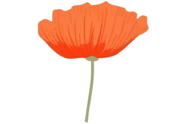 Vivid Orange Poppy Flower Illustration