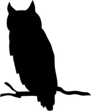 Silhouette of an Owl on a Branch