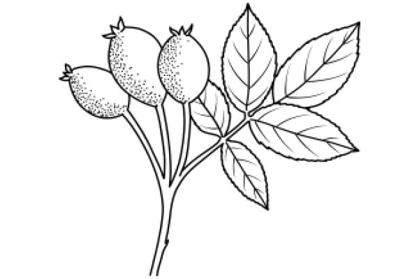 Line Drawing of Artichokes and Leaves