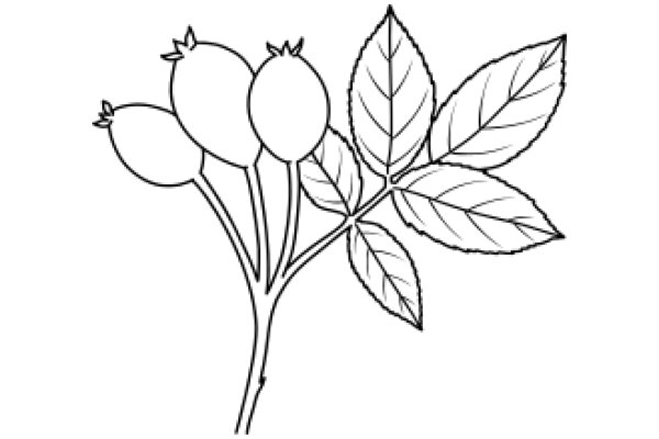 Simplistic Line Drawing of Artichoke Plant