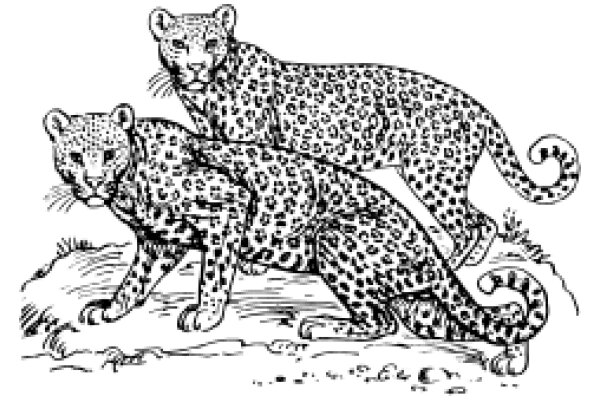 A Moment of Rest: Two Leopards in the Wild