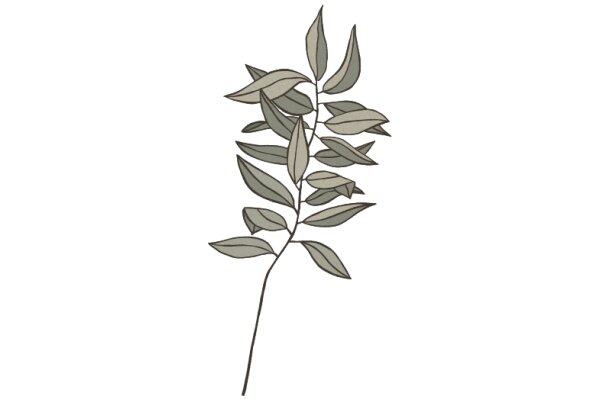 Simplistic Line Art of a Plant Branch