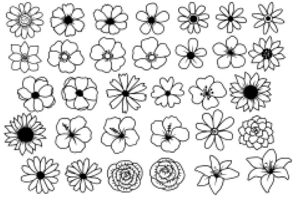 A Collection of Flower Drawings