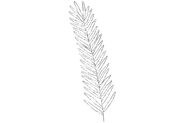 Simplistic Line Drawing of a Feather-like Structure