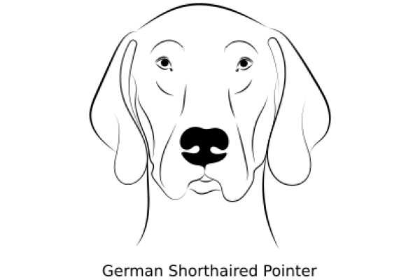 German Short-haired Pointer: A Portrait of a Loyal Companion