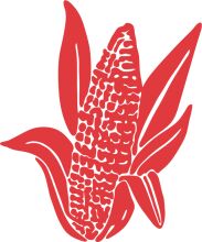 Vibrant Red Corn on a White Background