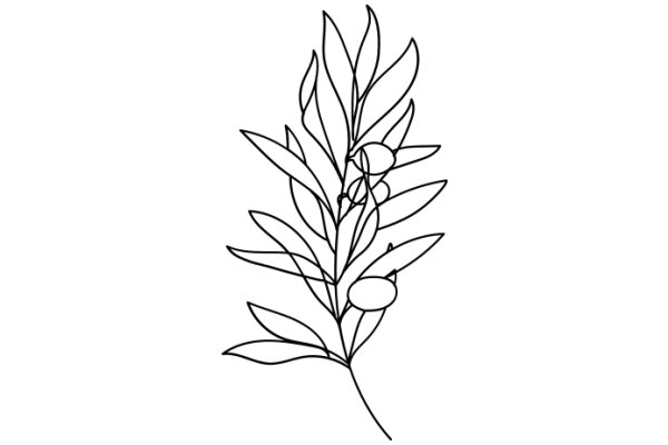 Stylized Line Drawing of a Plant with Leaves and Fruit