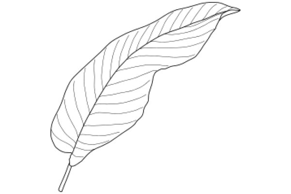 Simplistic Line Drawing of a Feather