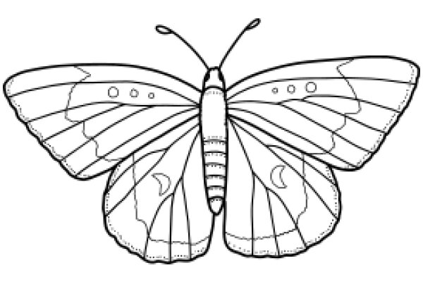 A Detailed Line Drawing of a Butterfly