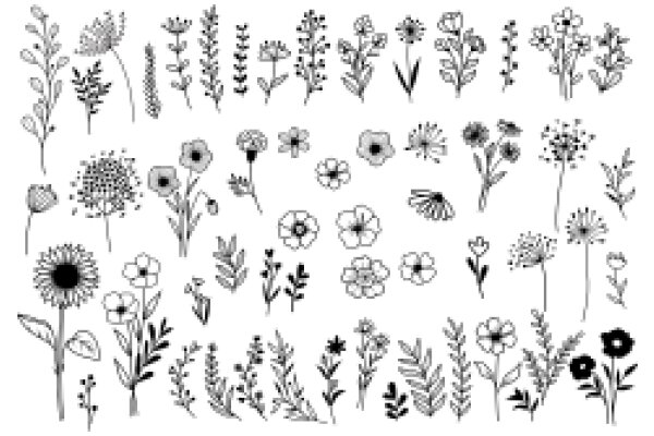 A Collection of Floral Illustrations