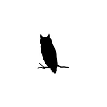 Silhouette of an Owl Perched on a Branch