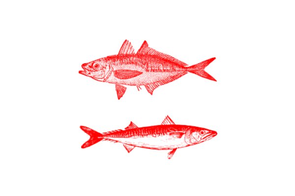 Vivid Red Illustration of Two Fish