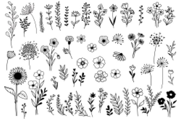 A Collection of Floral Illustrations