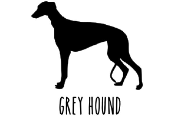 Greyhound: A Silhouette of a Canine Companion